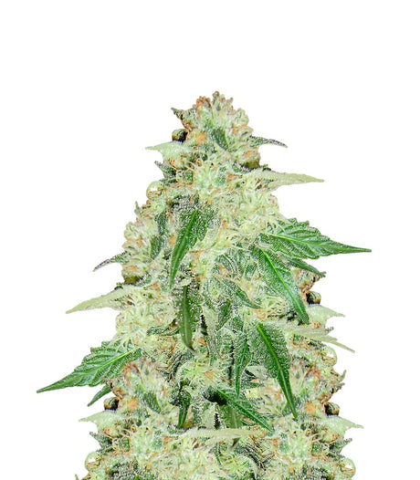 Lavender 4:20 7 Semillas