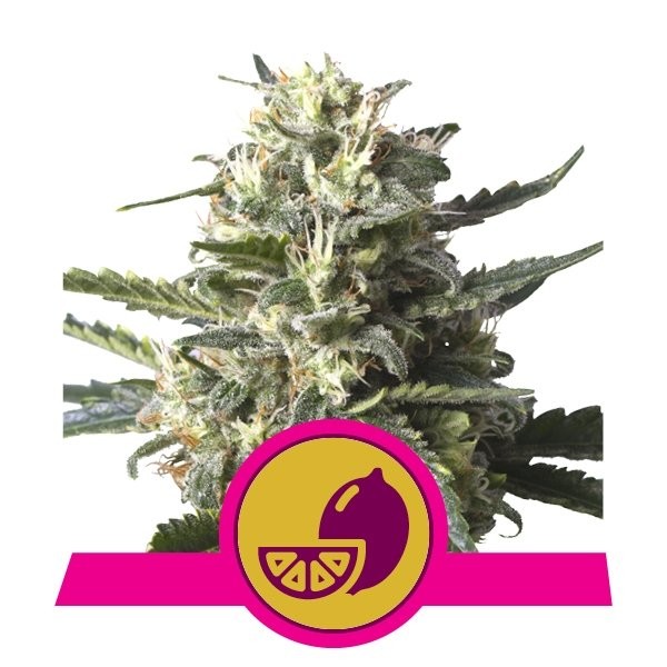 Lemon Shining Silver Haze 3 Semillas RQS