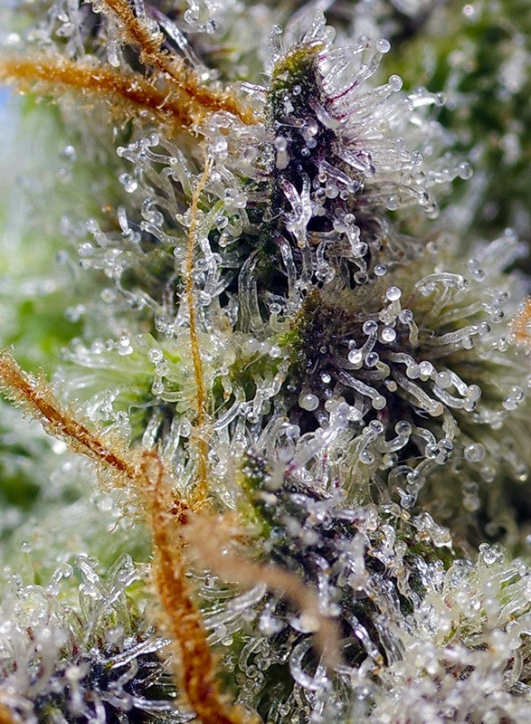 Mental Rainbow F1 3+1 Semillas Sweet Seeds