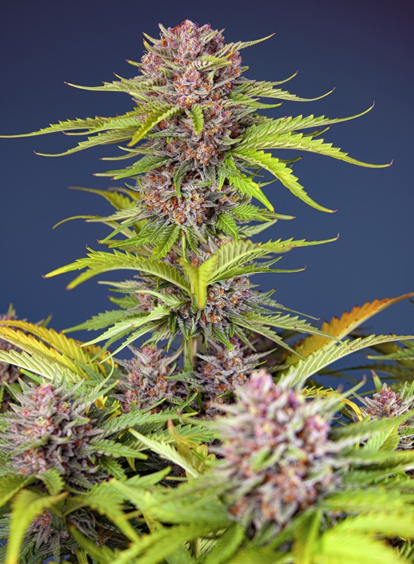Mimosa Bruce Banner XL Auto 3+1 Semillas Sweet Seeds