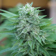 Moby Delicious 3+1 Semillas Delicious Seeds