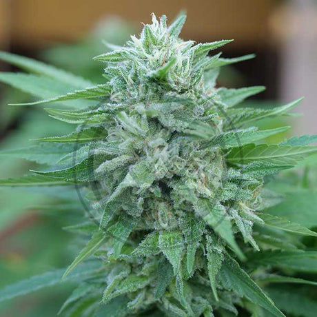 Moby Delicious 3+1 Semillas Delicious Seeds