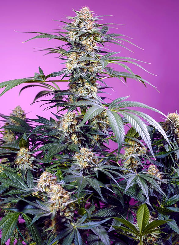 Monster Maker 3+1 Semillas Sweet Seeds