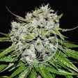 neville-s-rose-auto