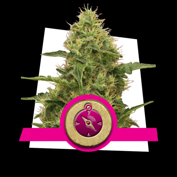 Northern Light 3 Semilla RQS