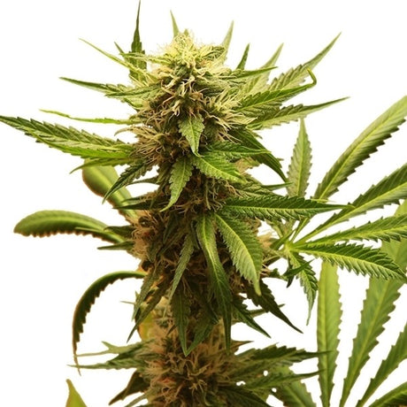 Northern Light 3 Semilla RQS