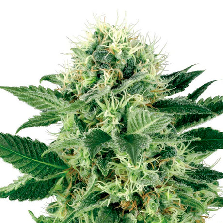 Northern Light Auto 4:20 4 Semillas