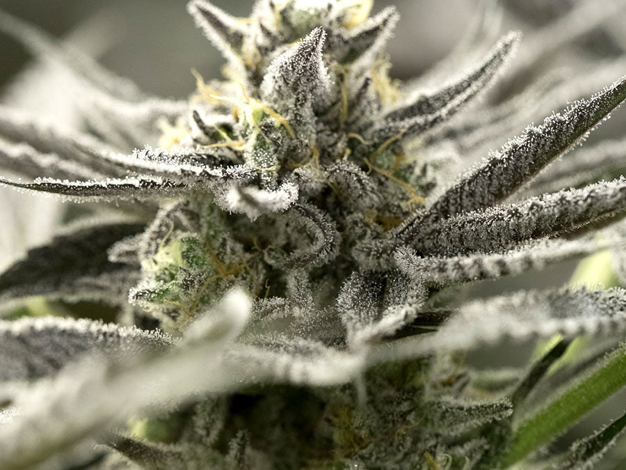 OGKZ Auto 3 Semillas Humboldt Seeds