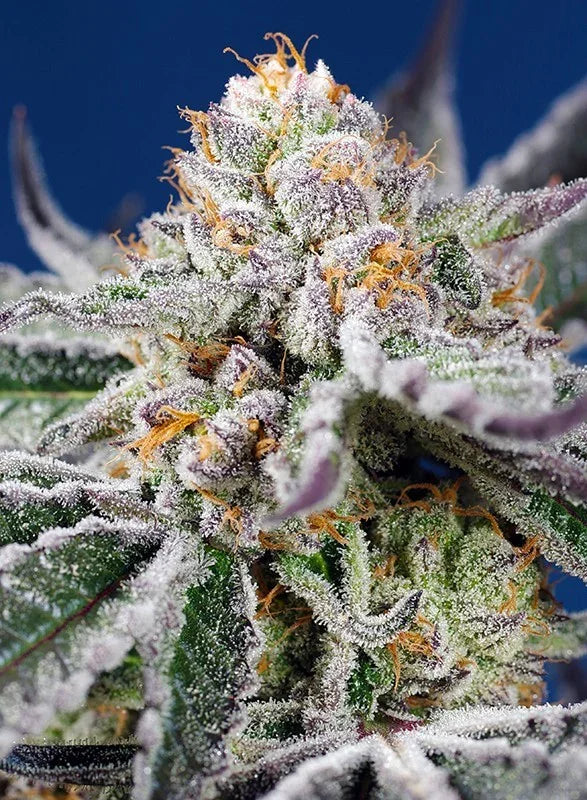 Orange Apricot Glue XL Auto 3+1 Semillas Sweet Seeds – La Juana