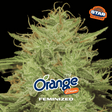 Orange Blossom Feminizada 12 Semillas BSF Seeds - imagen oficial BSF Seeds