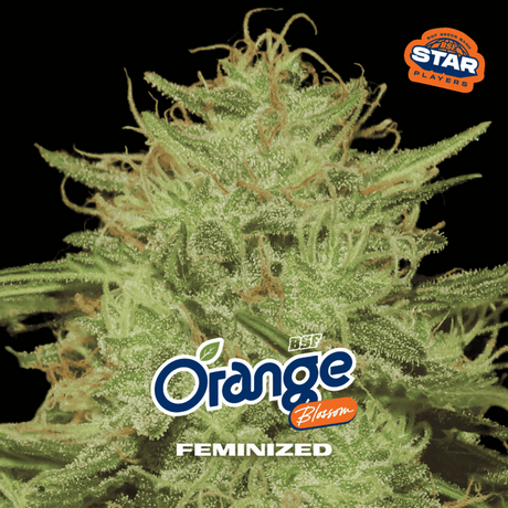 Orange Blossom Feminizada 12 Semillas BSF Seeds - imagen oficial BSF Seeds