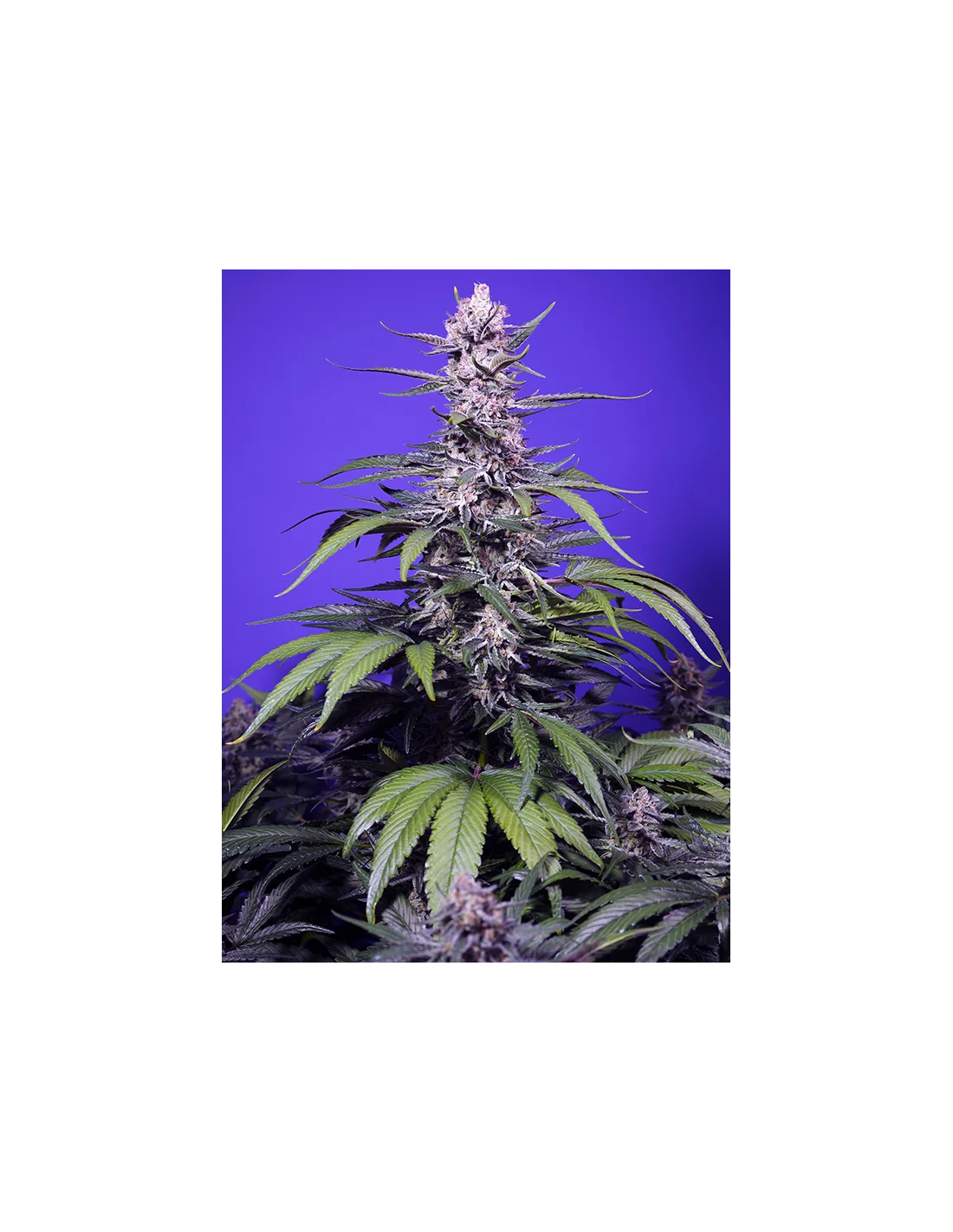 Permanent Marker XL Auto 3+1 Semillas Sweet Seeds