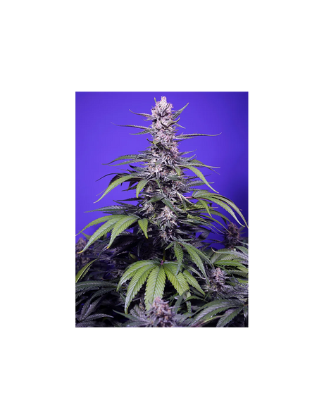Permanent Marker XL Auto 3+1 Semillas Sweet Seeds