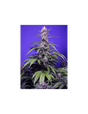 Permanent Marker XL Auto 3+1 Semillas Sweet Seeds