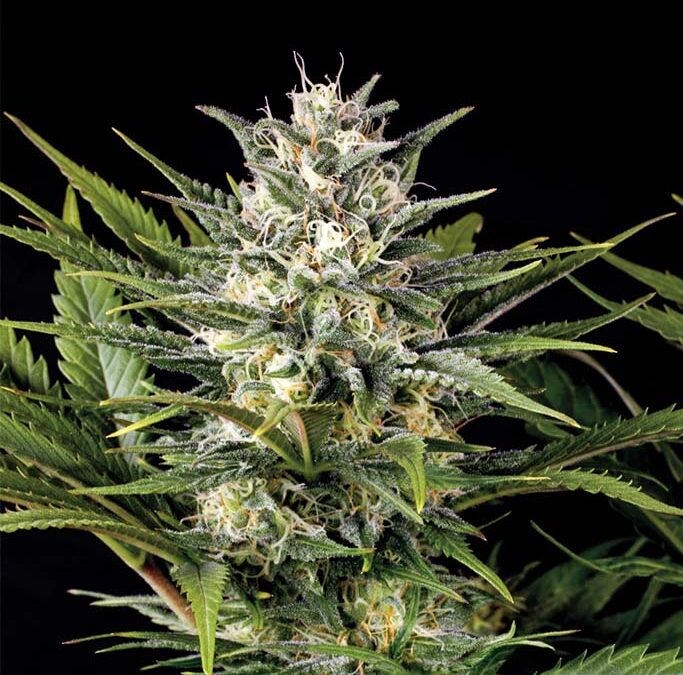 Pineapple Skunk 3 Semillas Humboldt Seeds