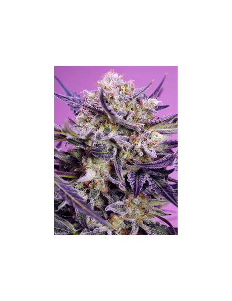 Pink Guava F1 Fast Version Fem 3+1 Semillas Sweet Seeds
