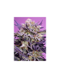 Pink Guava F1 Fast Version Fem 3+1 Semillas Sweet Seeds