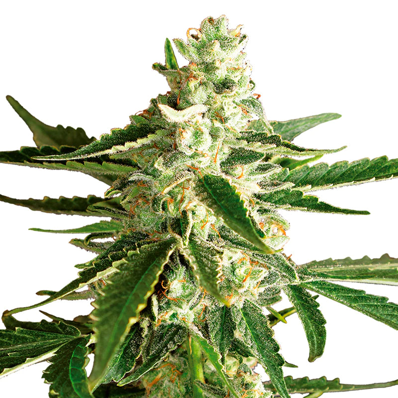 Power Plant 4:20 4 Semillas