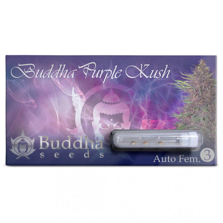 Purple Kush Auto 3 Semillas Buddha Seeds