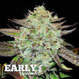 purple-mango-kush-early-version