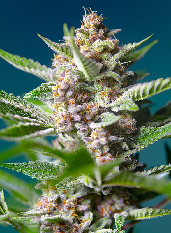 Purple Punch Og 3+1 Semillas Sweet Seeds