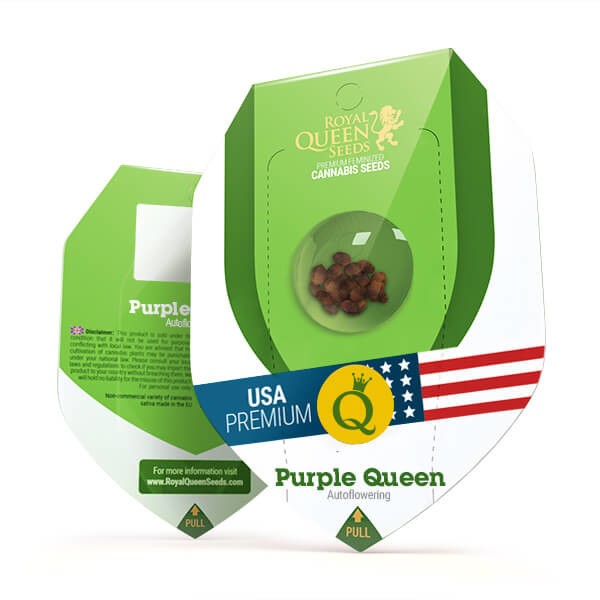Purple Queen Auto 3 Semilla RQS