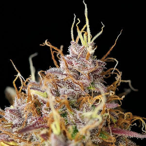 Purple Queen Auto 3 Semilla RQS