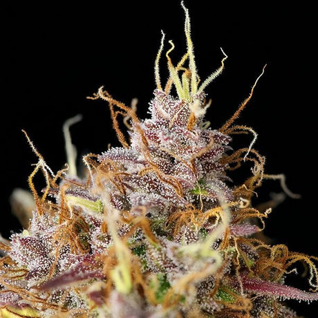 Purple Queen Auto 3 Semilla RQS