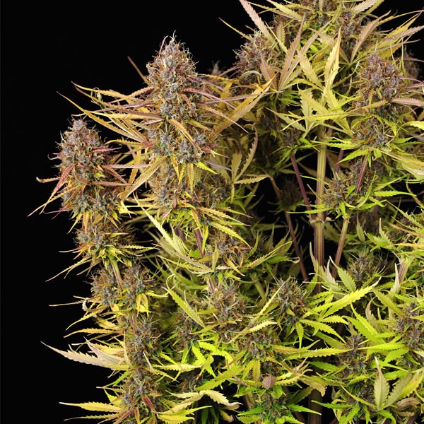 Purple Queen Auto 3 Semilla RQS
