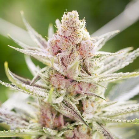 Rainbows 7 Semillas Bsf Seeds