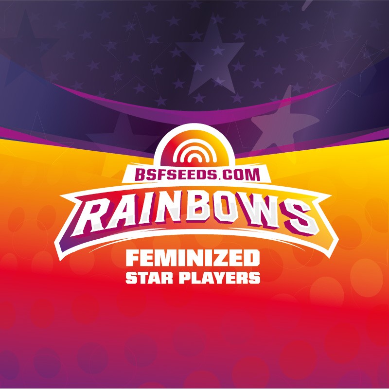 Rainbows 7 Semillas Bsf Seeds