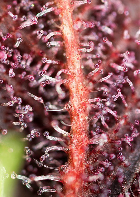 Red Hot Cookies 3+1 Semillas Sweet Seeds