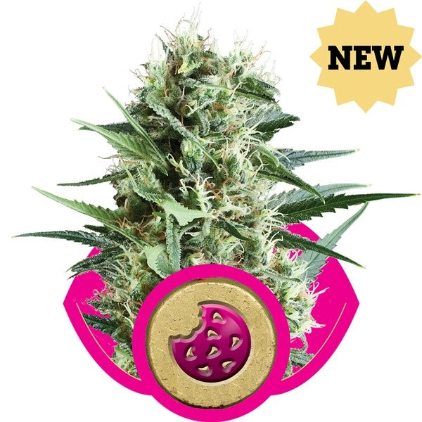 Royal Cookies 3 Semilla RQS