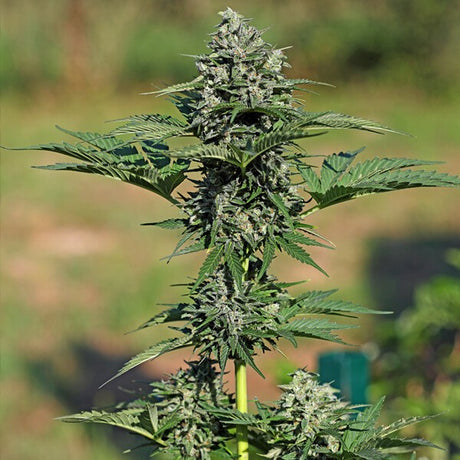 Royal Gorilla Auto 3 Semilla RQS
