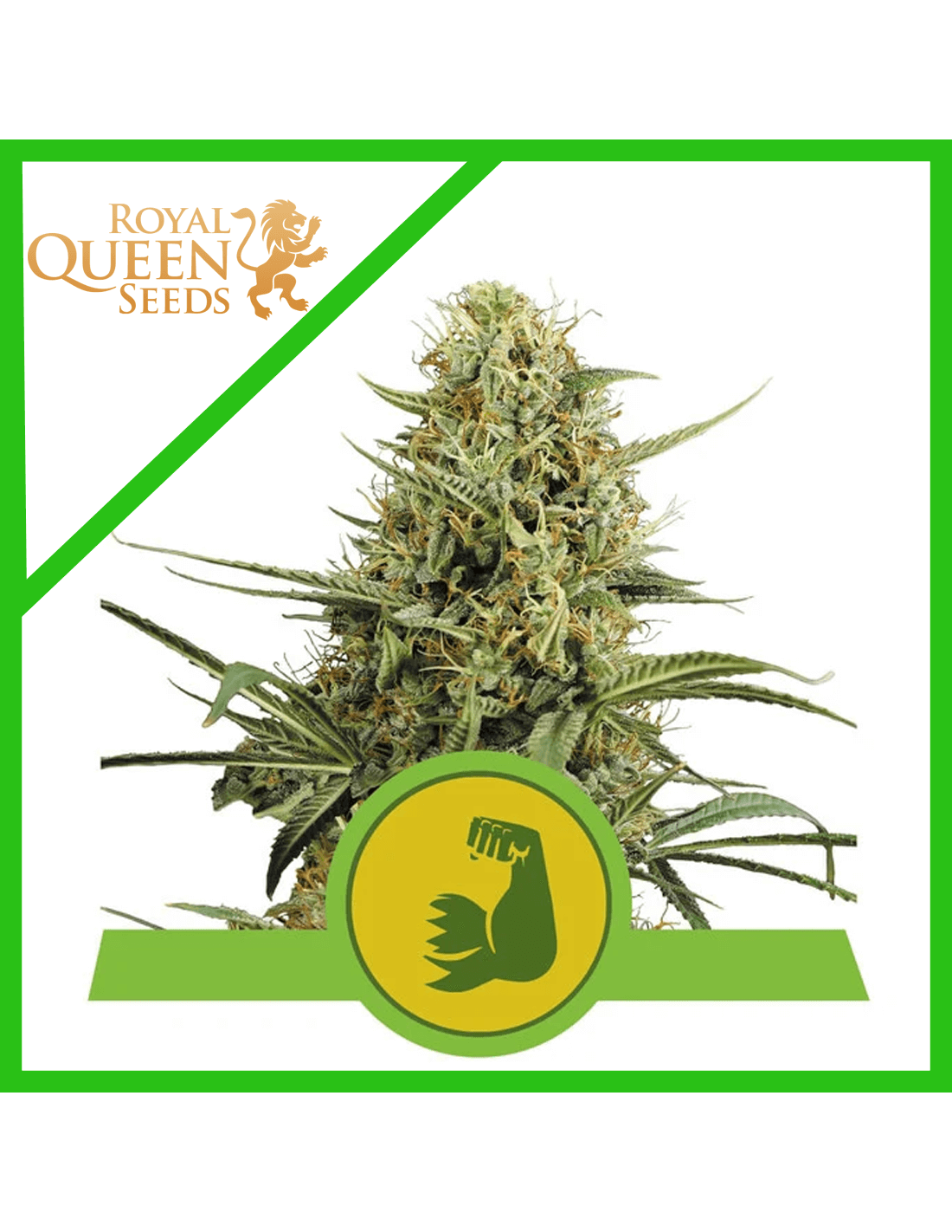 Hulkberry Auto 3 Semilla RQS