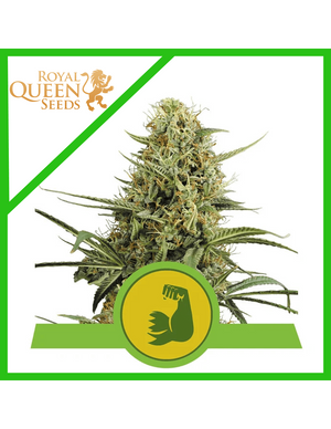 Hulkberry Auto 3 Semilla RQS