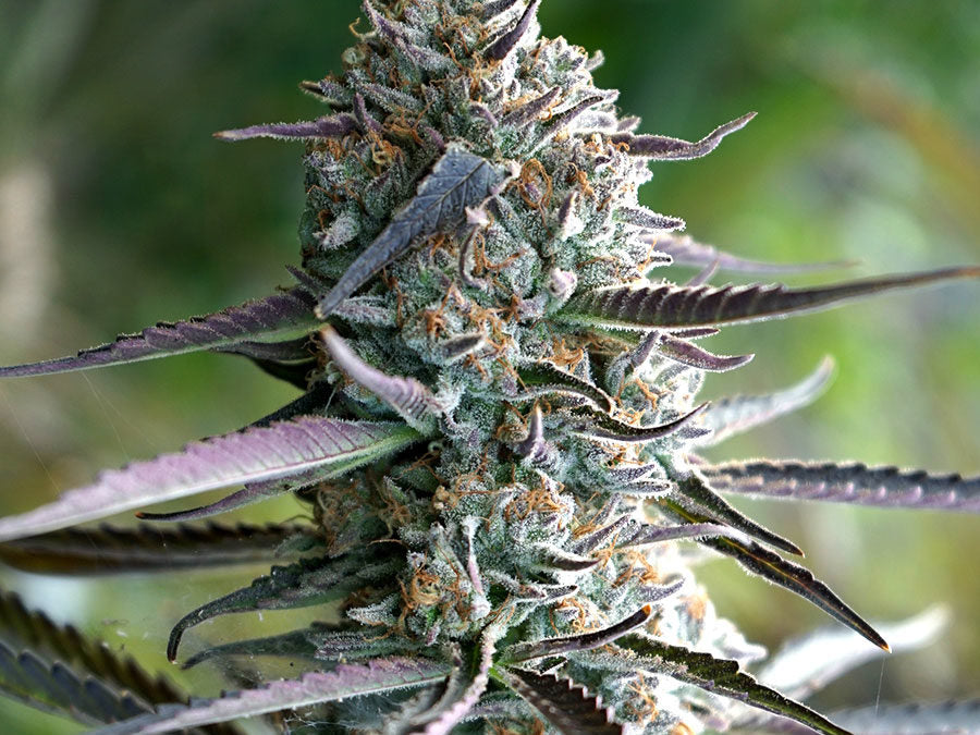 Runtz Fast Flowering 3 Semillas Humboldt Seeds