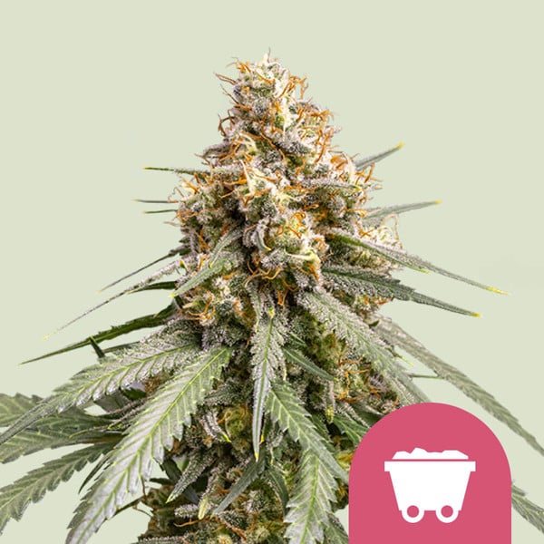 Shining Silver Haze 3 Semillas RQS