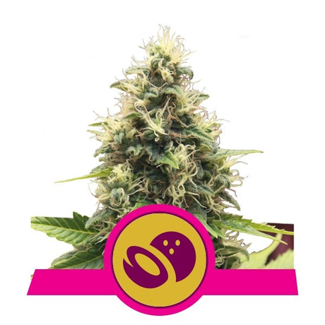 Somango Xl 3 Semillas RQS
