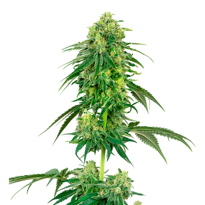 Strawberry 4:20 7 Semillas