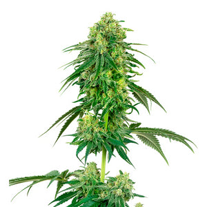 Strawberry 4:20 7 Semillas