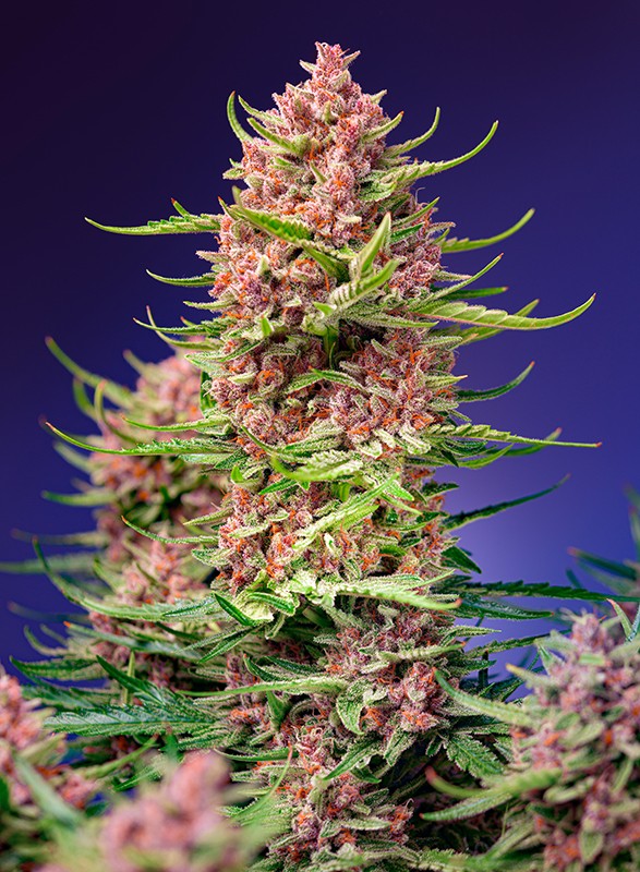 Strawberry Cola Sherbet F1 3+1 Semillas Sweet Seeds
