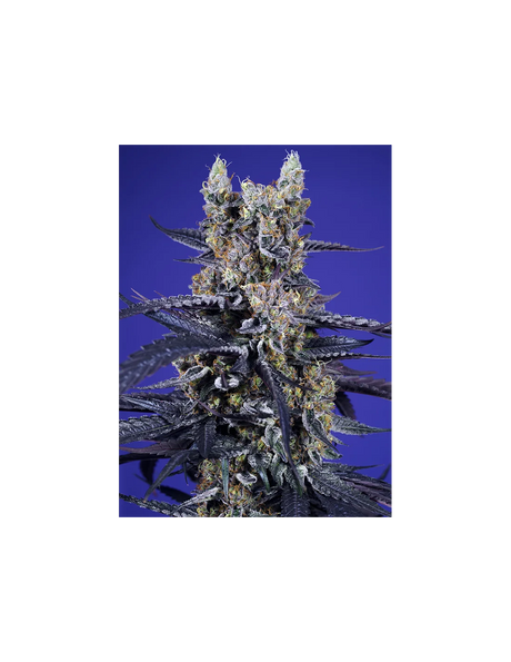 Super Boof XL Auto 3+1 Semillas Sweet Seeds