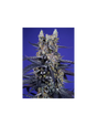 Super Boof XL Auto 3+1 Semillas Sweet Seeds
