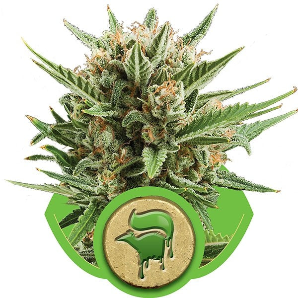 Sweet Skunk Automatic 3 Semilla RQS