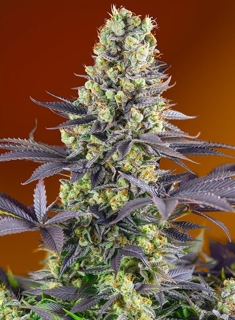 Sweet Zenzation 3+1 Semillas Sweet Seeds