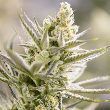 Tangie Xxl Auto 2 Semillas Bsf Seeds