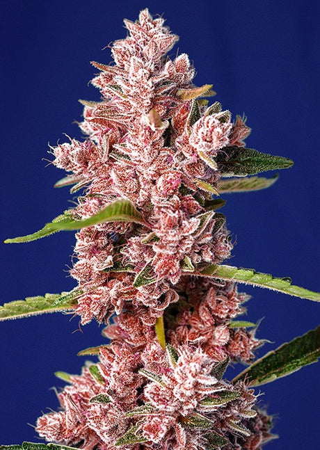 Tropicana Poison F1 3+1 Semillas Sweet Seeds
